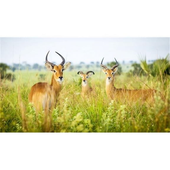 Antelope Murchison Falls National Park - Uganda Poster Print by Reynold Mainse, 40 x 22 - Large