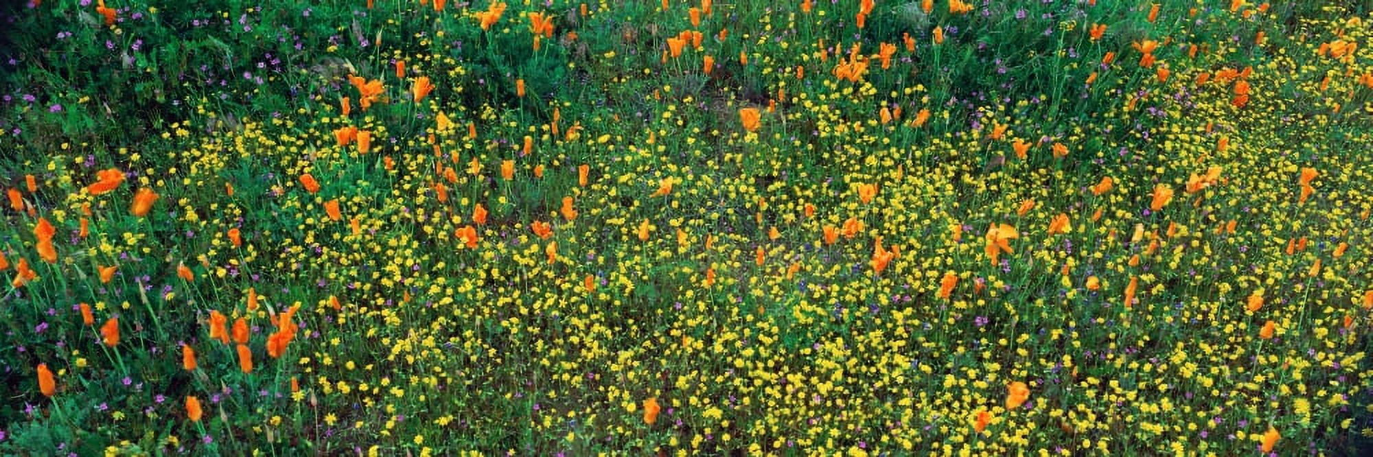Antelope Valley California Canvas Art - Panoramic Images (36 x 12)