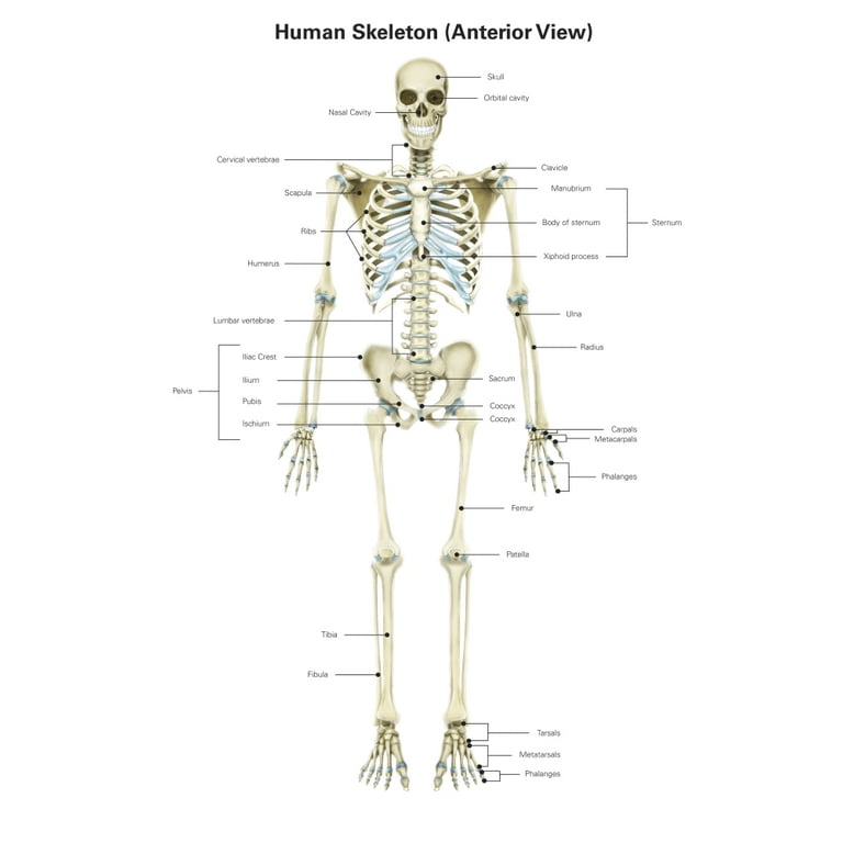 Skeletal System Poster