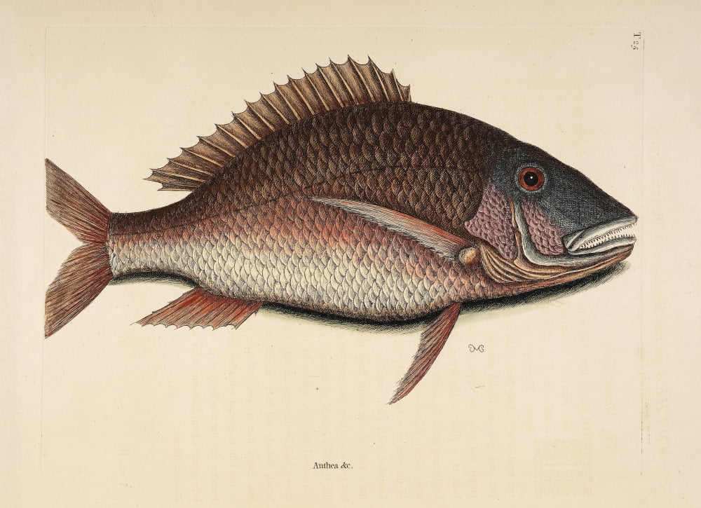 Anthea Canvas Art - Mark Catesby (18 x 24)