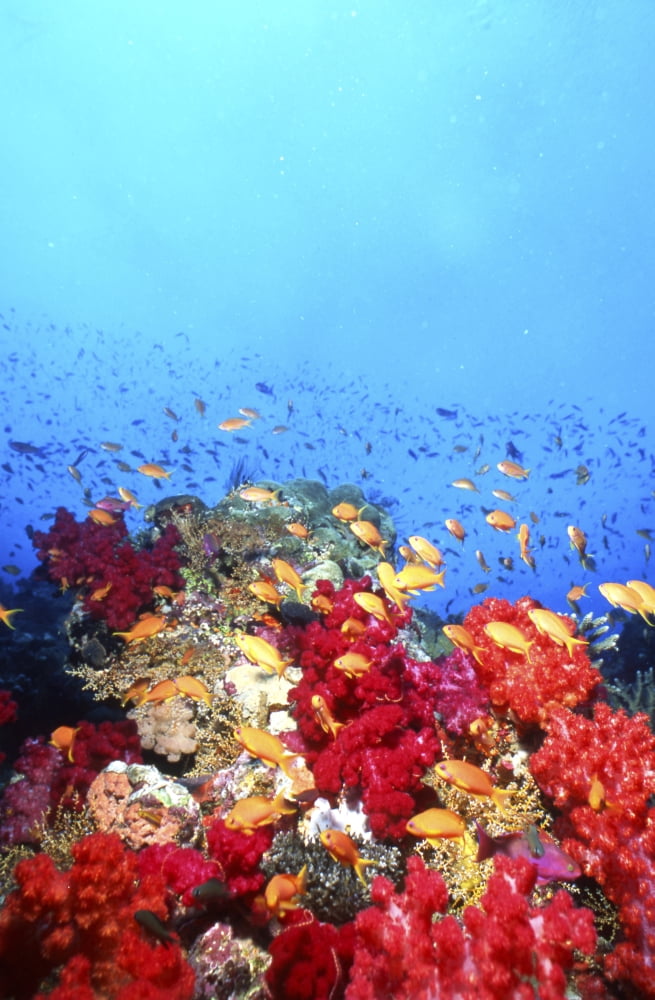Anthias fish and coral reef Fiji Canvas Art - Beverly FactorStocktrek Images (12 x 18)