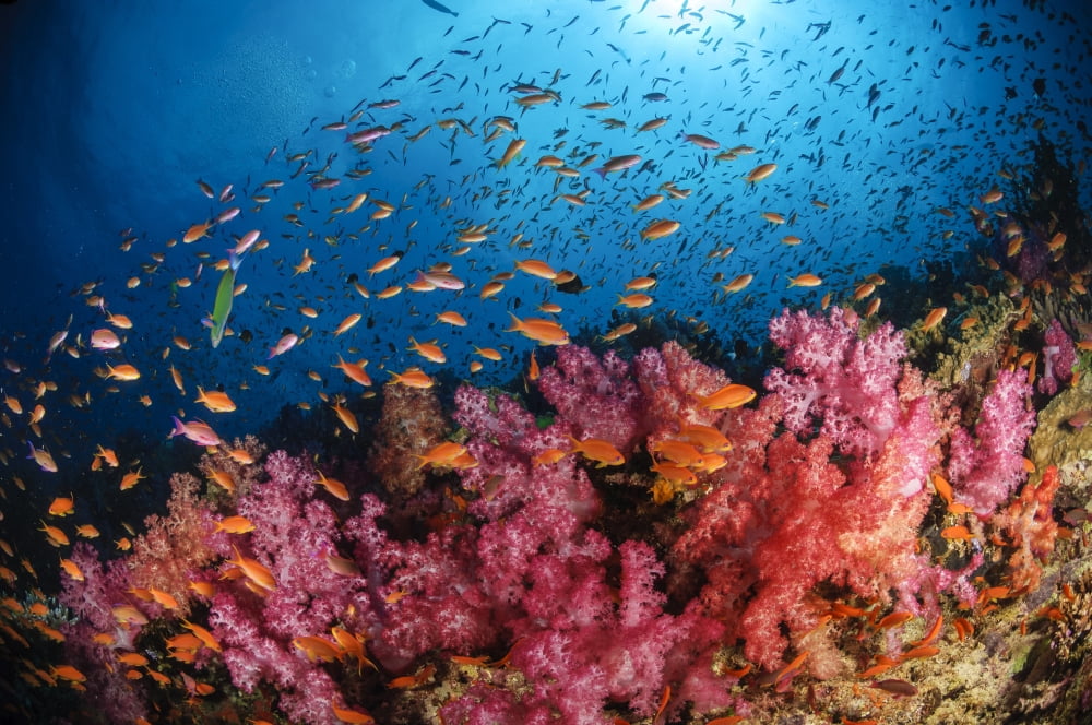 Anthias fish and soft corals Fiji Pacific Ocean Canvas Art - Todd WinnerStocktrek Images (18 x 12)