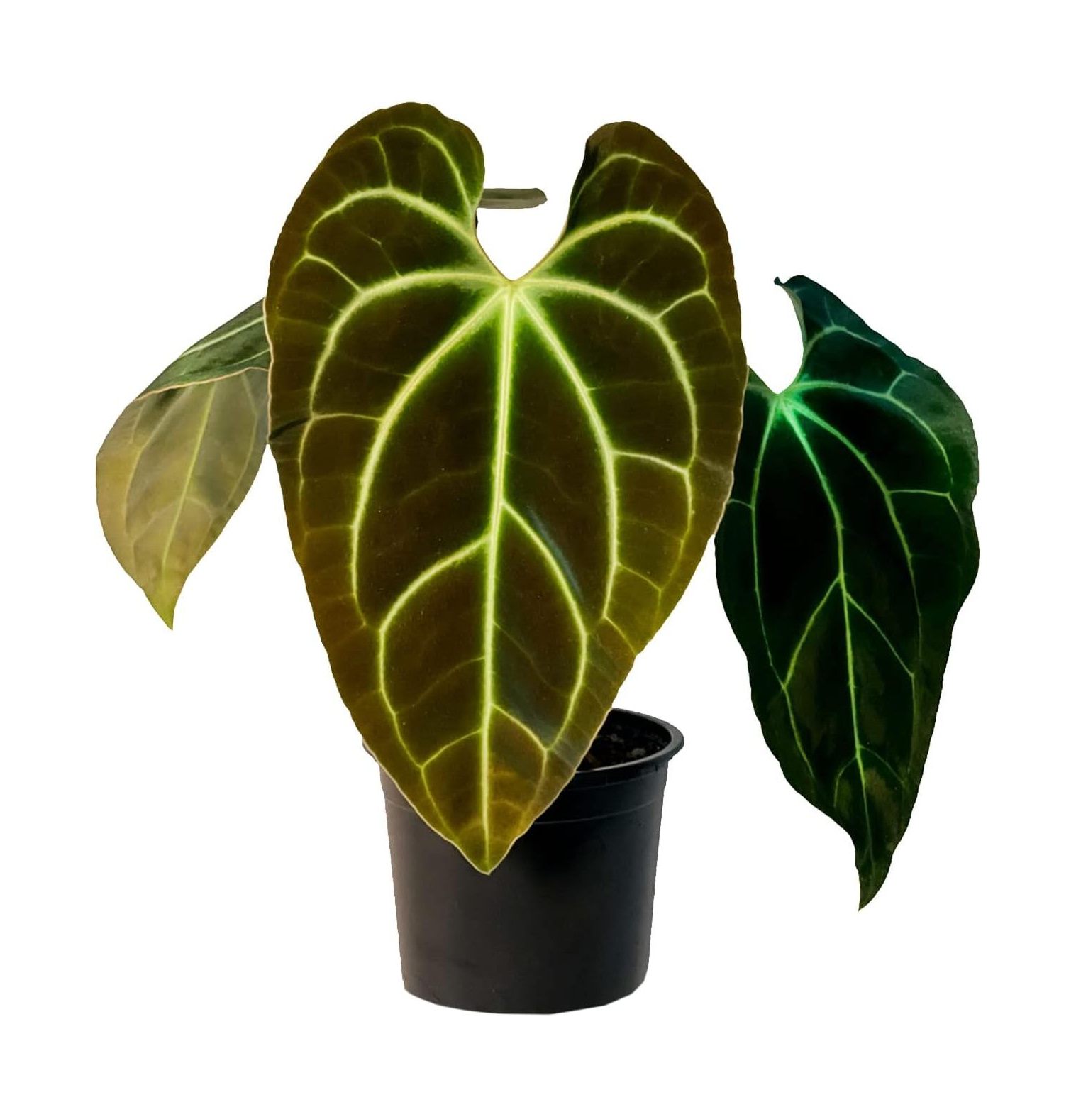 Anthurium Besseae by NeosKon Live Plants Green Live House Plant for