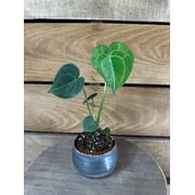 Anthurium Clarinervium, 2" Plant
