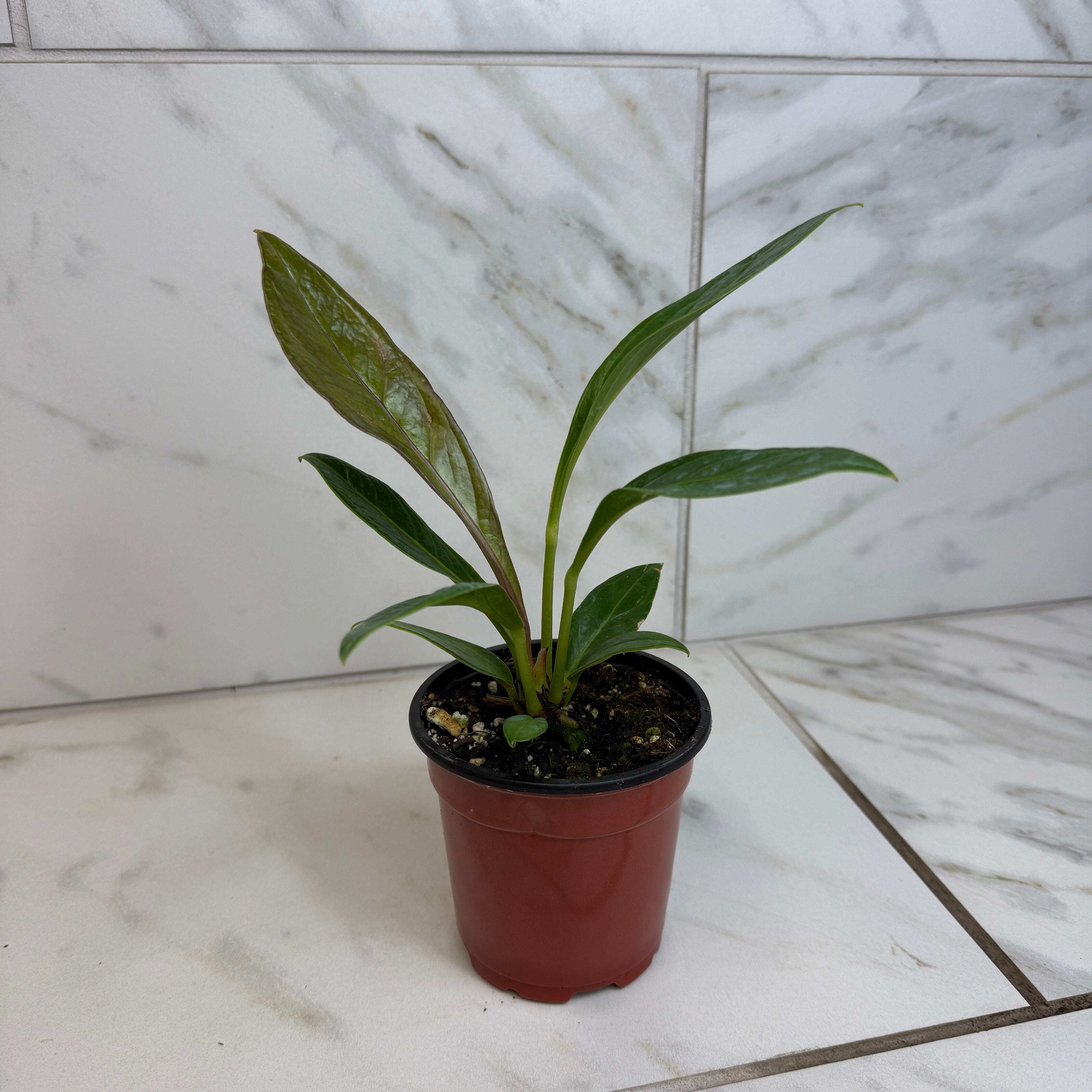 Anthurium Cobra, 4" Plant, The Plant Farm - Walmart.com