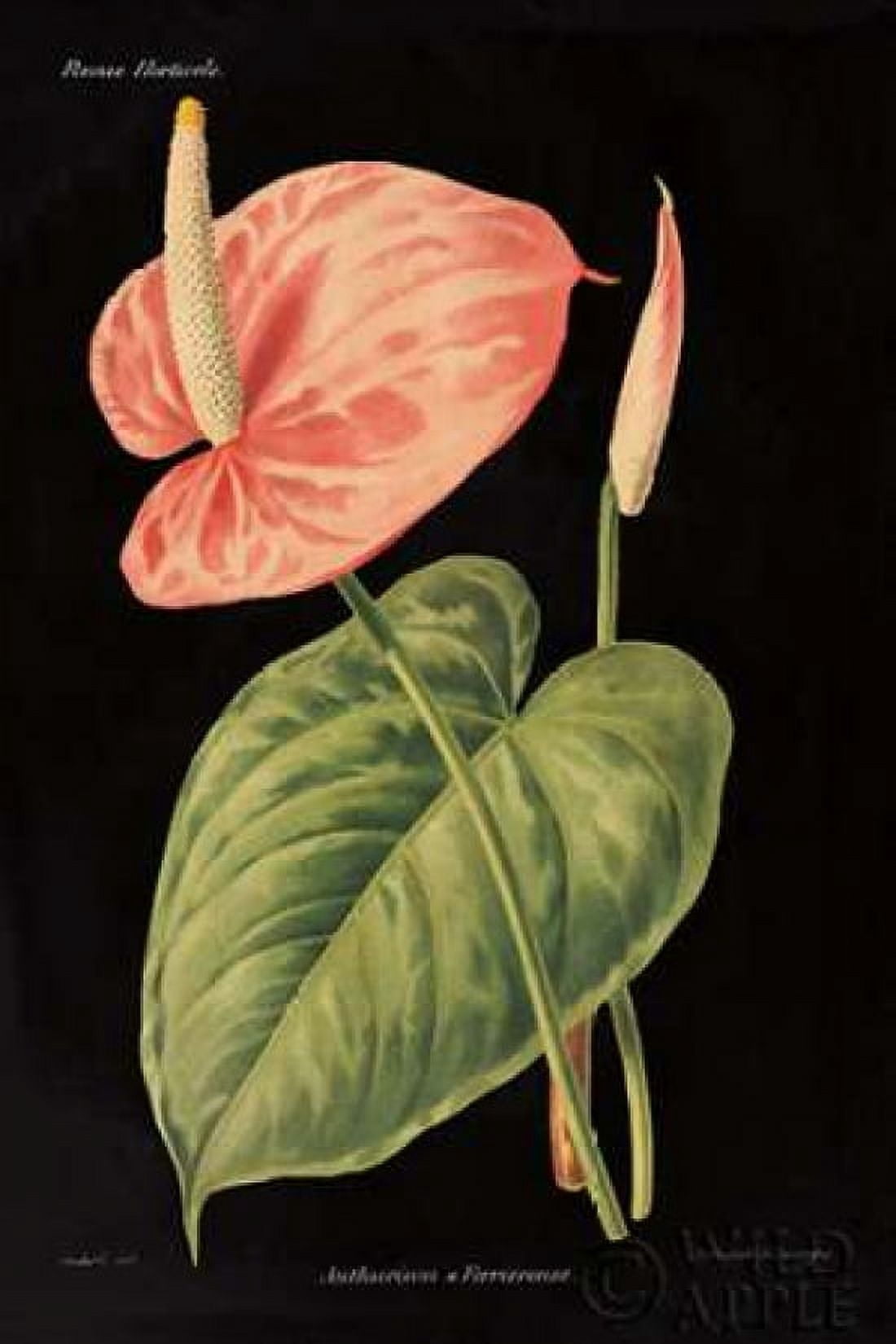 Anthurium Ferrierense on Black Canvas Art - Wild Apple Portfolio (12 x 18)