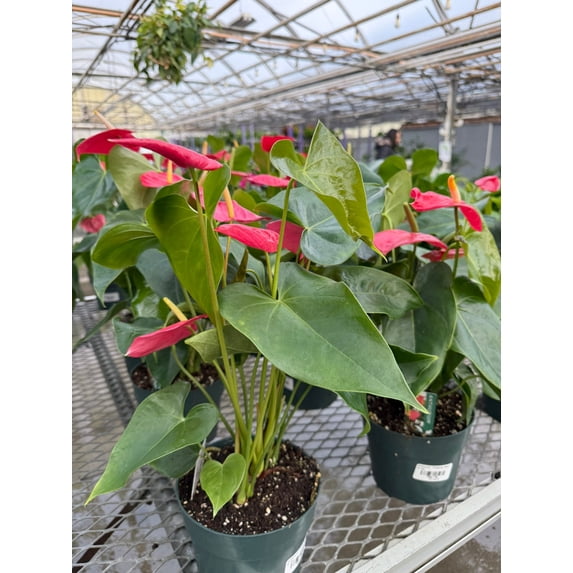 RedCrocus Flamingo Flower Anthurium - Assorted Indoor Plant, Bright Evergreen Foliage, Year-Round Blooms, Pet-Friendly, Container & Garden Use 6" Pot