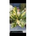 thumbnail image 1 of Anthurium Hookeri variegated XL 3 ft tall - Get similar, 1 of 4