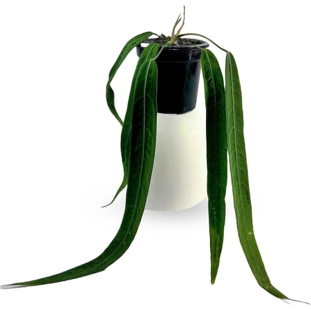 Anthurium Pallidiflorum Live Plants| Green Live House Plant for Indoors|Rare and Exotic Indoor Plants for Living Room|Anthuriums Live Plants |Pallidiflorum Live Heart Plant