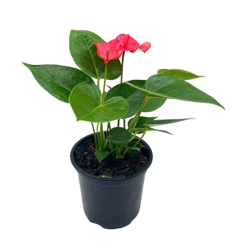 Anthurium Pink, Flamingo Lily, andraeanum Linden, Painter's Palette in 4  inch Pot, Very Full Healthy - Walmart.com