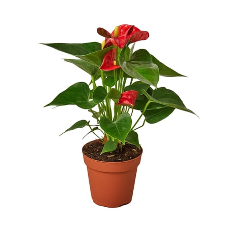 Anthurium 'Red', 4" Pot, Indoor Houseplant, Easy Care, Live Plant for Indoor & Outdoor