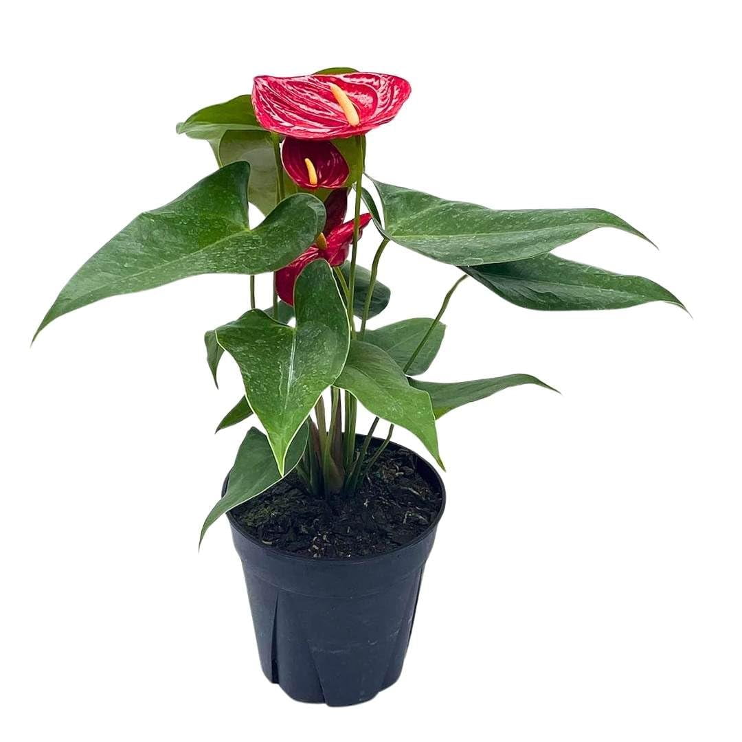 alocasia zebrina sonne Alocasia zebrina (Elefantenohr) (XS)