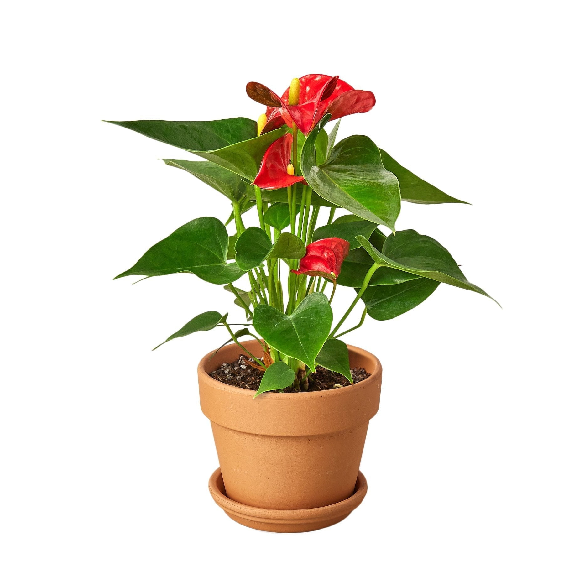 Anthurium Red - Live Air-Purifying Indoor Plant in Nursery Pot – Easy Care, Low Maintenance Houseplant for Home & Office Decor, Natural Air Cleaner, Best for Beginners (4"Pot, TerraCottaStandard)