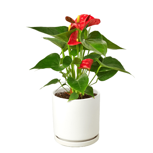 Anthurium Red - Live Air-Purifying Indoor Plant in Nursery Pot – Easy Care, Low Maintenance Houseplant for Home & Office Decor, Natural Air Cleaner, Best for Beginners (4"Pot, WhiteCylinder)