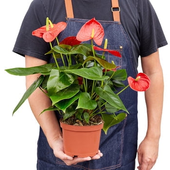 Anthurium Red - Live Air-Purifying Indoor Plant in Nursery Pot – Easy Care, Low Maintenance Houseplant for Home & Office Decor, Natural Air Cleaner, Best for Beginners (6"Pot, NurseryPot)