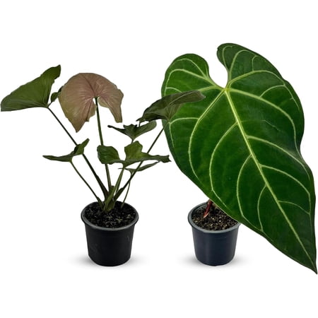Anthurium Regale, Syngonium Mango Allusion
