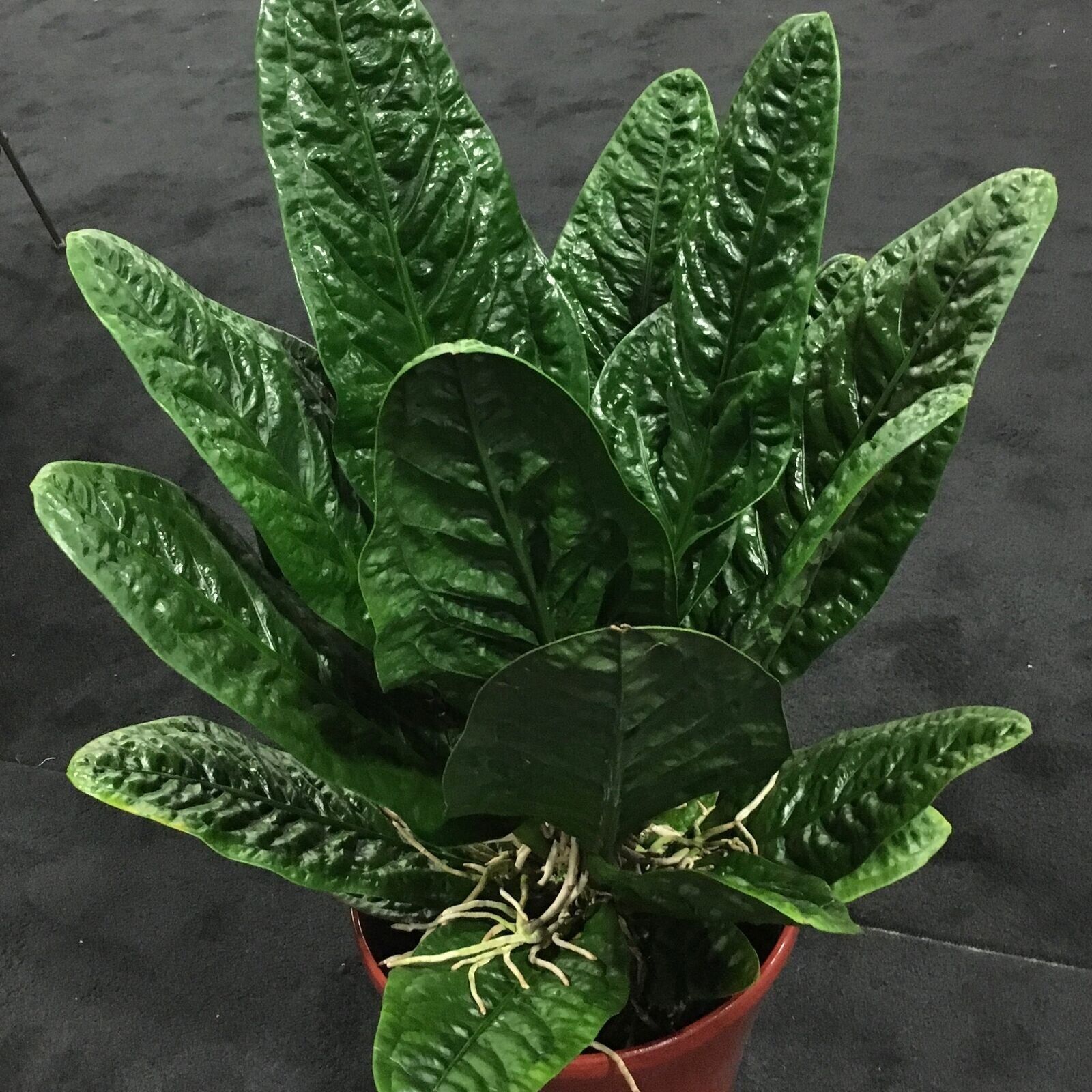 Anthurium Superbum Bird's Nest Anthurium Live Plant