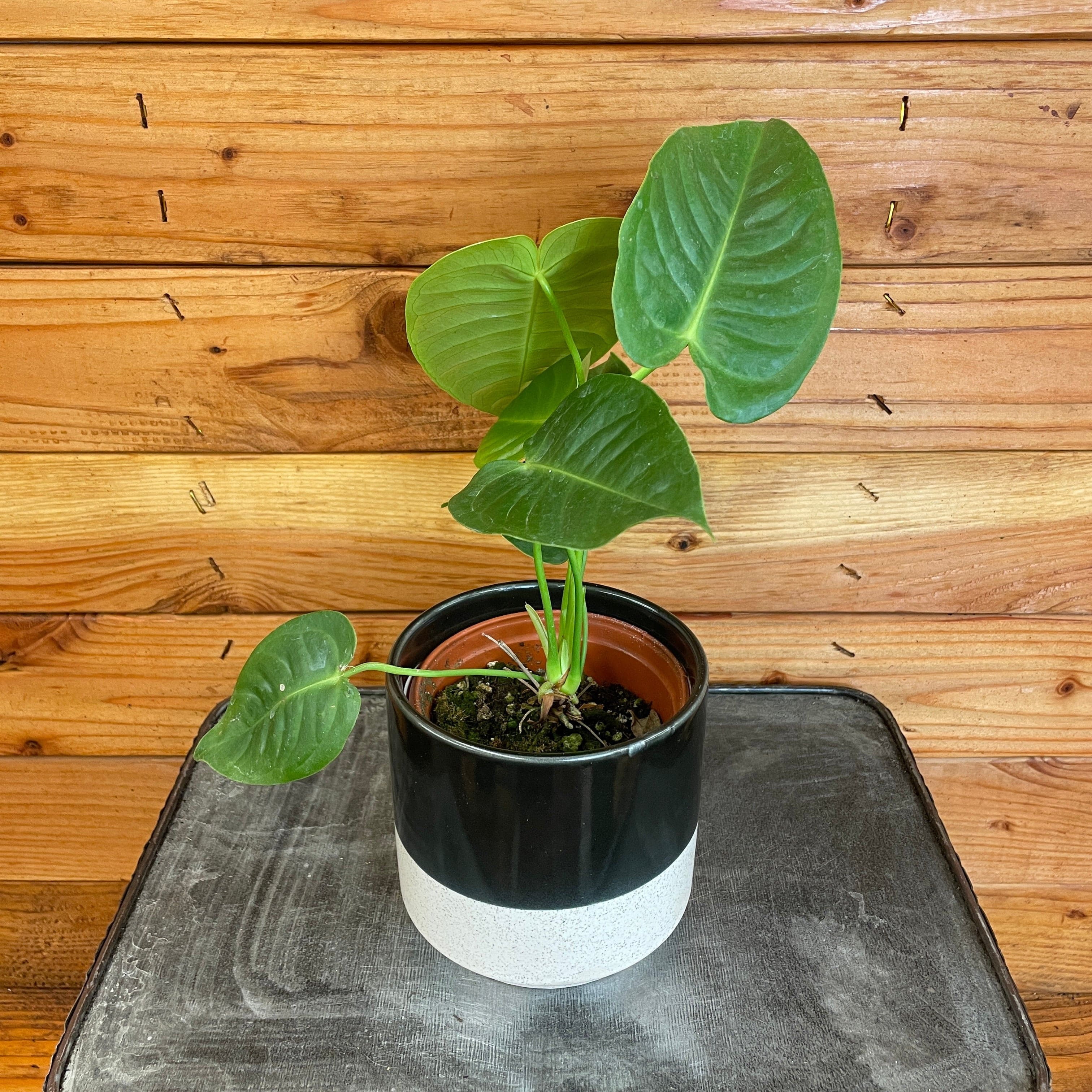 hanging planter shelves Small Teardrop Plant Shelf Cubby | Wall Shelf | Wall Hanging | Plant Hanger  Indoor | Wall Display Shelf | Modern Wall Shelf