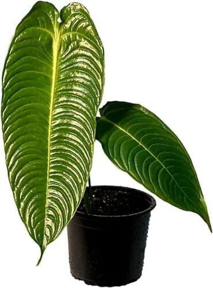 Anthurium Veitchii by LEAL PLANTS ECUADOR Green Live House Plant for