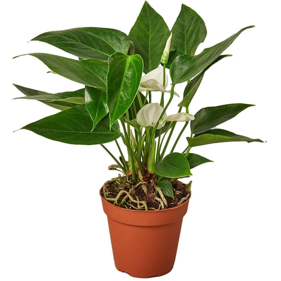 Anthurium White Live Plant for Indoor | Different Houseplants in 4'' & 6'' Pot | Real House Plant for Living Room, Office, Desk & Bathroom | Flamingo Flower | Tailflower