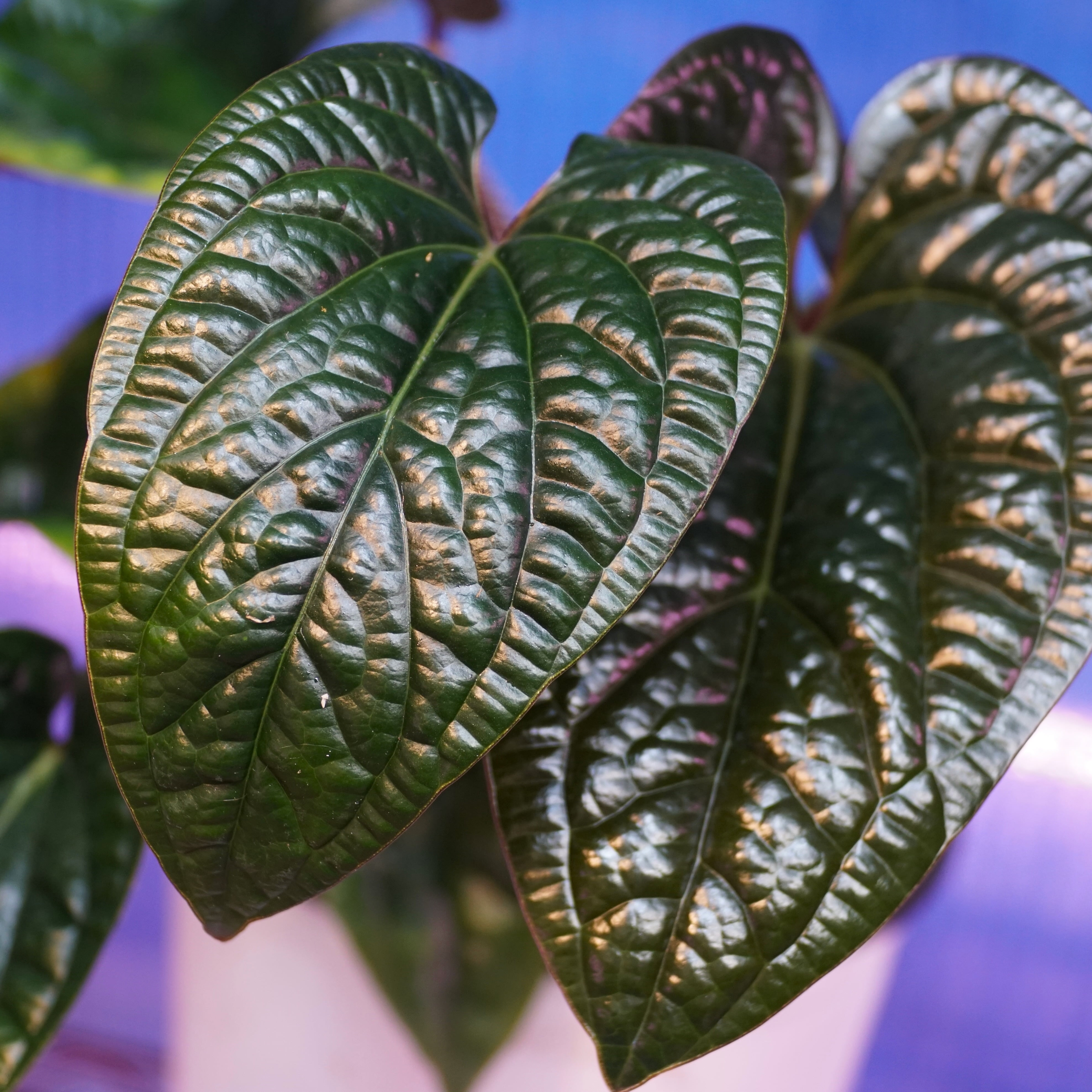 Anthurium radicans x luxurians Hybrid Live Plant - Anthurium