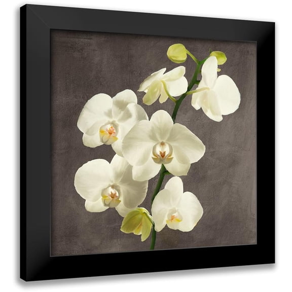 Antinori, Andrea 12x12 Black Modern Framed Museum Art Print Titled - Orchids on Grey Background II