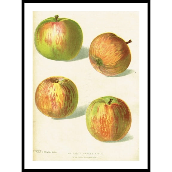Antique Apple Fruit Print, Unframed Paper Poster 8x10in
