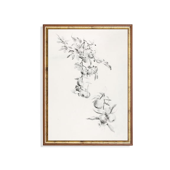 Antique Apple Tree Branch Drawing Rustic Botanical Print Poster, Size 16x24 UNFFRAMED F03.1.7l670