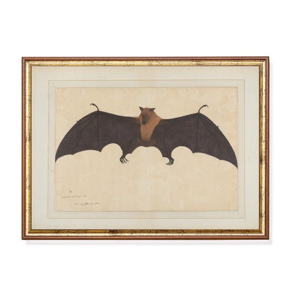 Antique Bat Illustration 19th Century Natural History Print Poster, Size 12x18 UNFFRAMED F03.1.7l1095