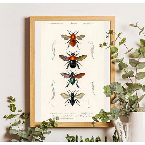 Antique Bee Poster, Vintage Insect Illustration, Entomology Art, Stretched Canvas Size 8x12