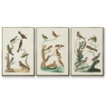 thumbnail image 1 of Antique Birds in Nature I - Framed Premium Gallery Wrapped Canvas L Frame 3 Piece Set - Ready to Hang, 1 of 4
