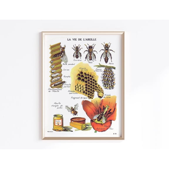 Antique Bumble Bee Vintage French poster Wall Art Decor 8x12 UNFRAMED