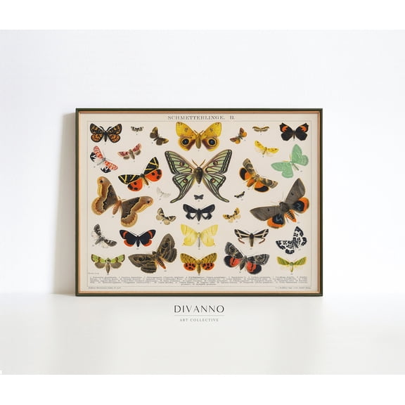 Antique Butterfly Moth Biology Classroom Poster, Unframed Size 8x12