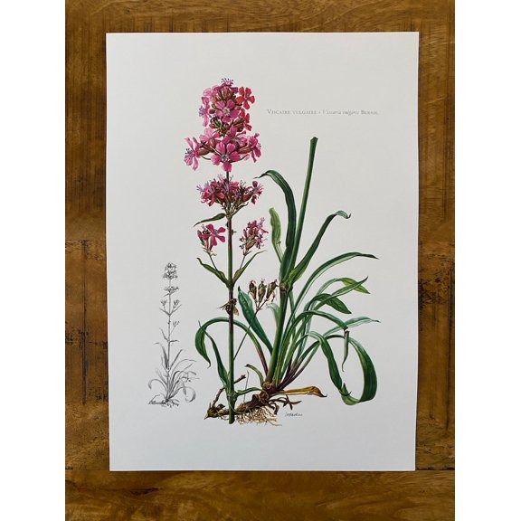 Antique Catchfly Botanical Print, Unframed Paper Poster 8x10in