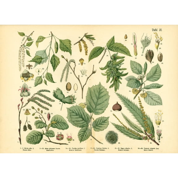 Antique Chestnut Birch Botanical Lithograph, Unframed Paper Poster 8x10in