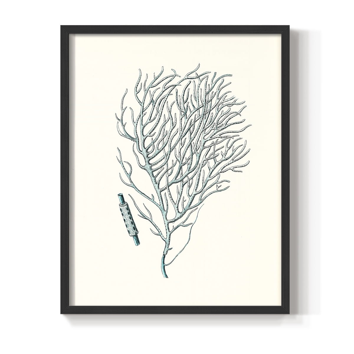Antique Coastal Coral I Framed Print in Black Solid Wood Framed Print No Nail Hanging