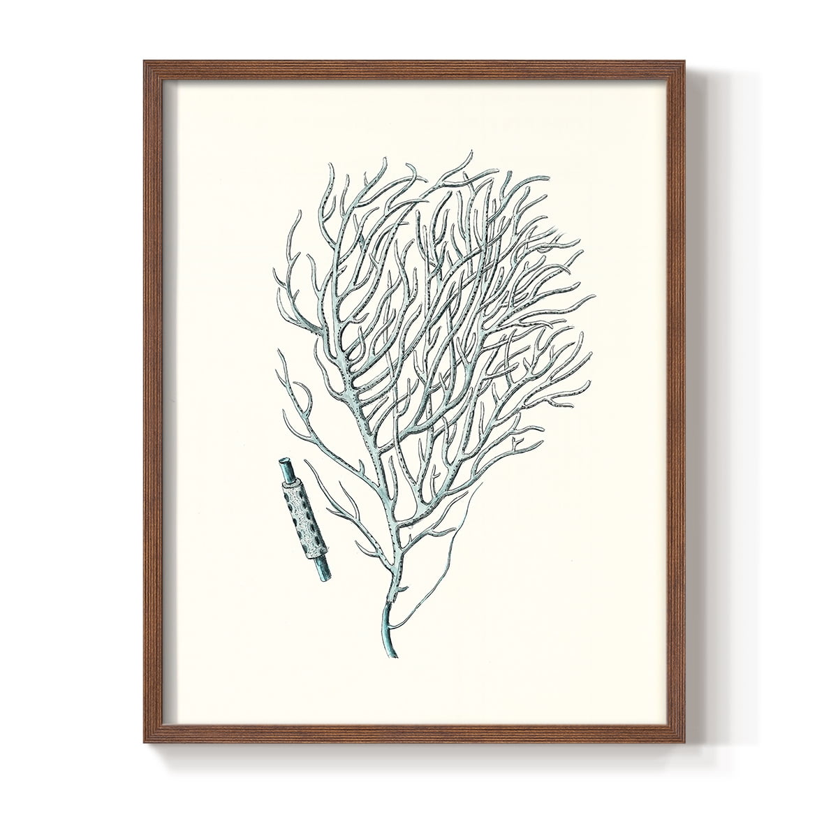 Antique Coastal Coral I Framed Print in Brown Solid Wood Framed Print No Nail Hanging