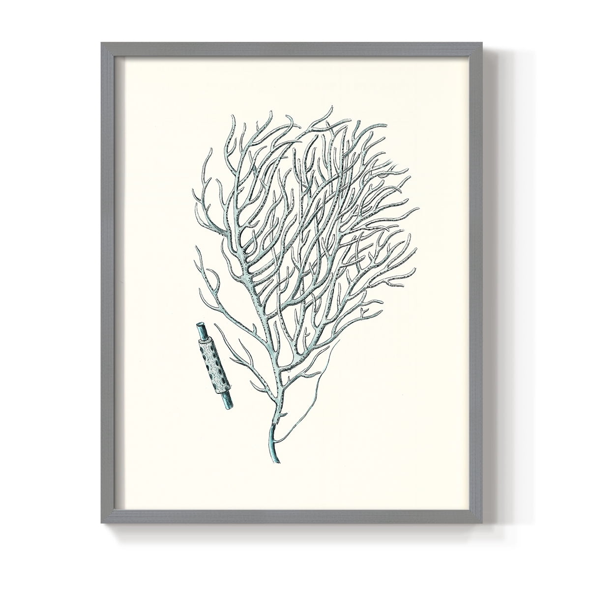 Antique Coastal Coral I Framed Print in Gray Solid Wood Framed Print No Nail Hanging