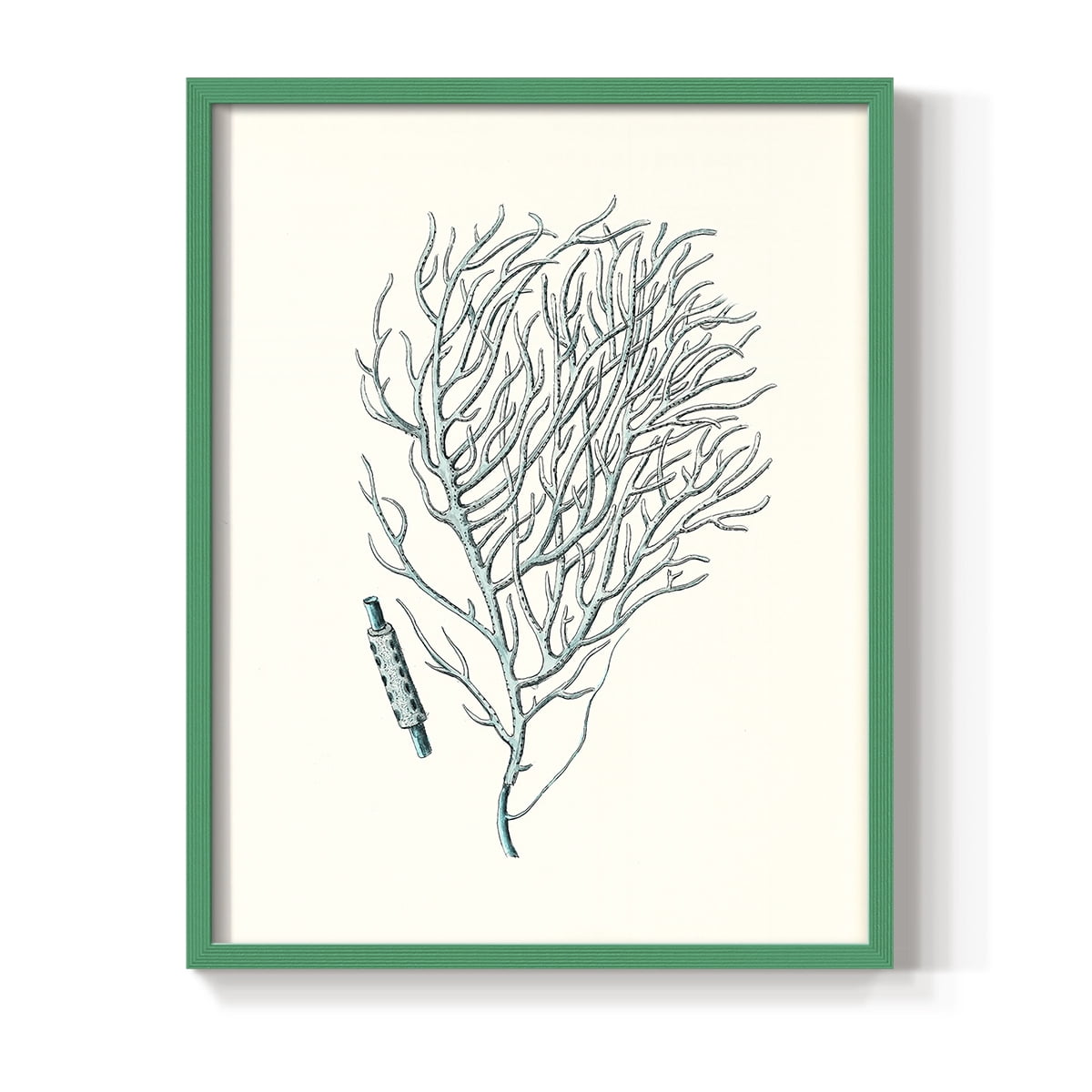 Antique Coastal Coral I Framed Print in Green Solid Wood Framed Print No Nail Hanging