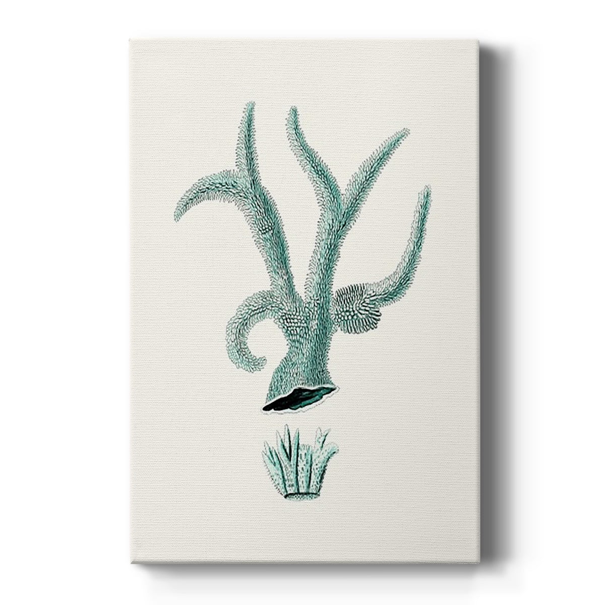 Antique Coastal Coral XII Premium Gallery Wrapped Canvas - Ready to Hang