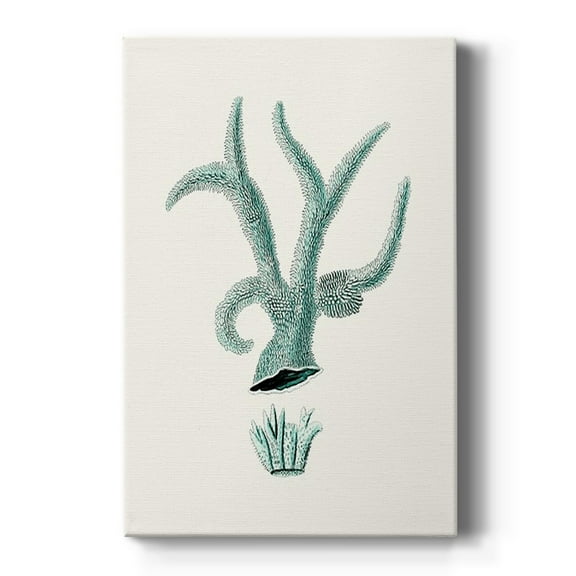 Antique Coastal Coral XII Premium Gallery Wrapped Canvas - Ready to Hang