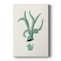 Antique Coastal Coral XII Premium Gallery Wrapped Canvas - Ready to Hang