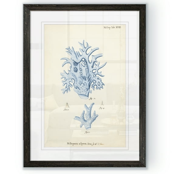 Antique Coral in Navy VI - Barnwood Framed Print - 17 x 20 - Black