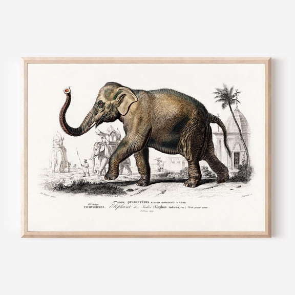 Antique Elephant Print Poster 19th Century Indian Temple Scene, Size 16x24 UNFFRAMED F03.1.7l295
