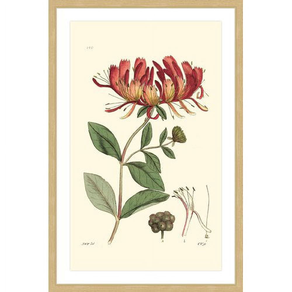 "Antique Floral II" Framed Painting Print