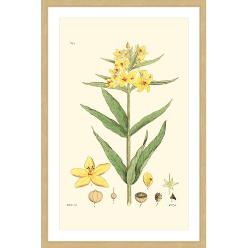 "Antique Floral VIII" Framed Painting Print