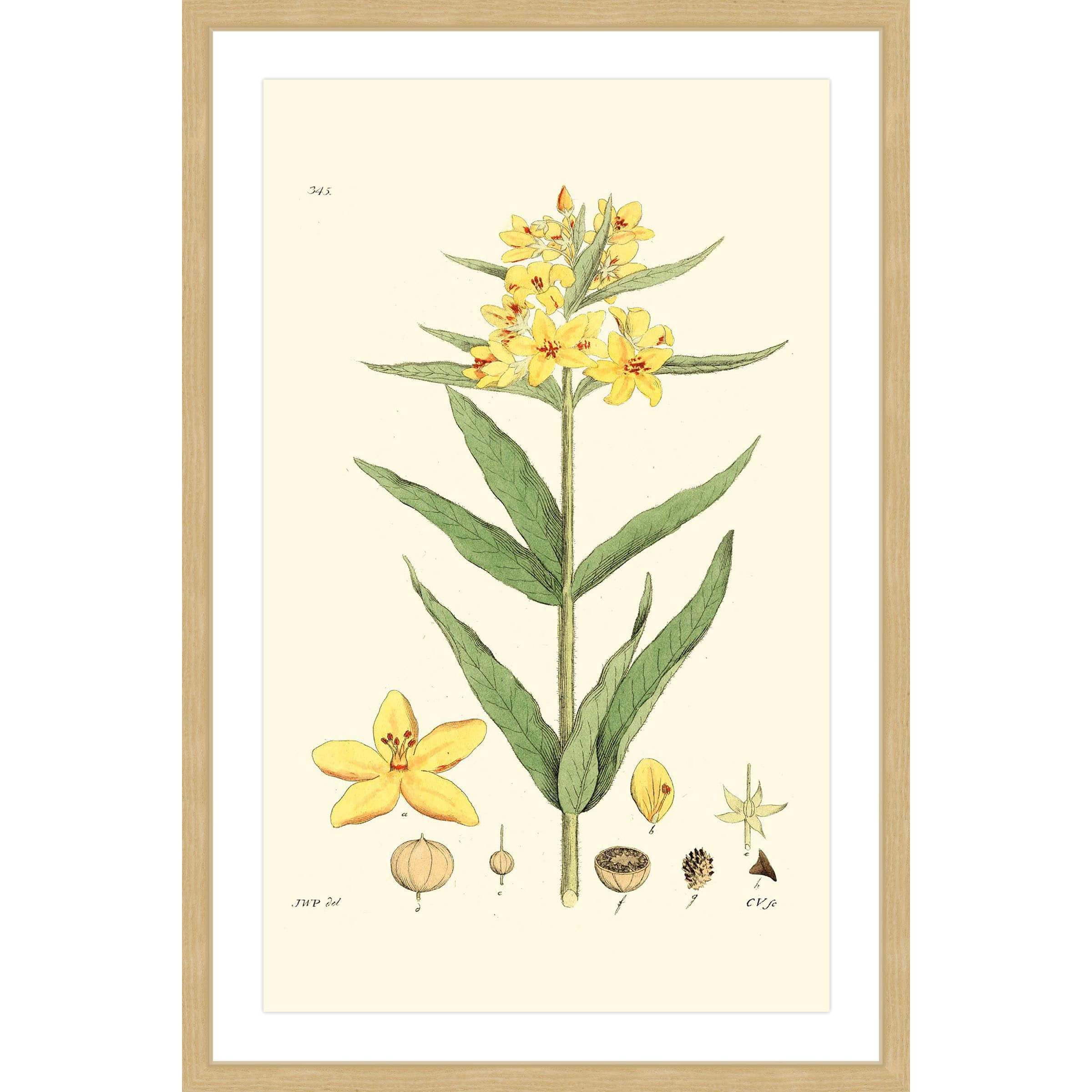 "Antique Floral VIII" Framed Painting Print