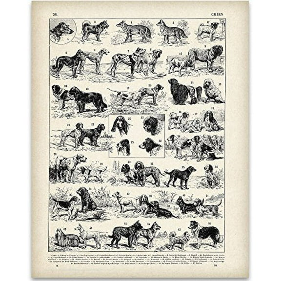 Antique French Dog Breed Art Print - 11x14 Unframed Art Print - Perfect Vet Clinic Decor or Gift to Dog Lovers