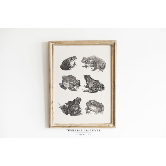 Antique Frog Drawing Print Printable Art Vintage Frog Illustration Toad Print Vintage Natural History Print Amphibia Wall Art Frog Sketch Poster Decor, Unframed Poster Size 16x24 F03.1.22l53