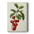 thumbnail image 1 of Antique Fruit II Premium Gallery Wrapped Canvas - Ready to Hang, 1 of 9